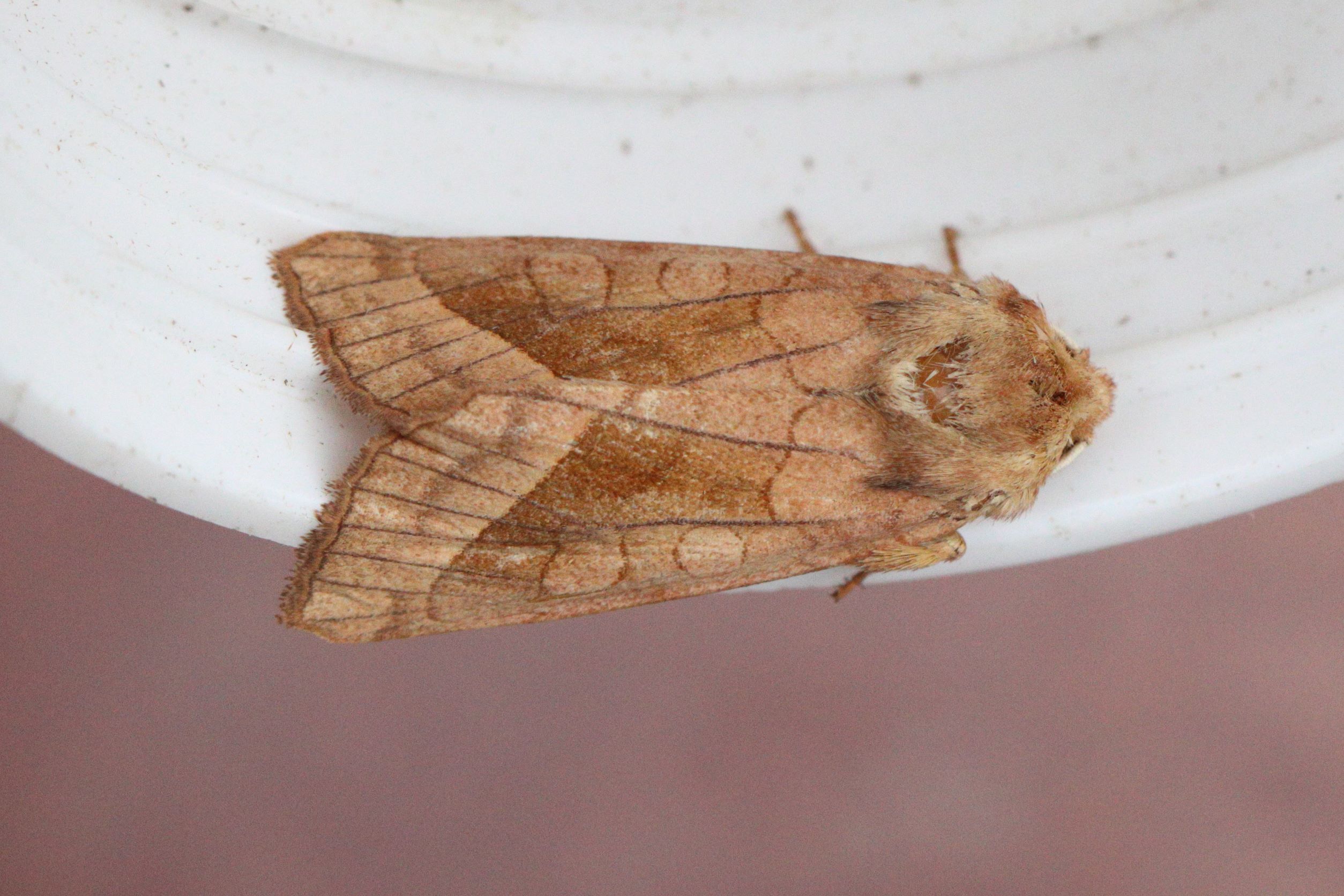 Photo of Rosy Rustic (Hydraecia micacea)